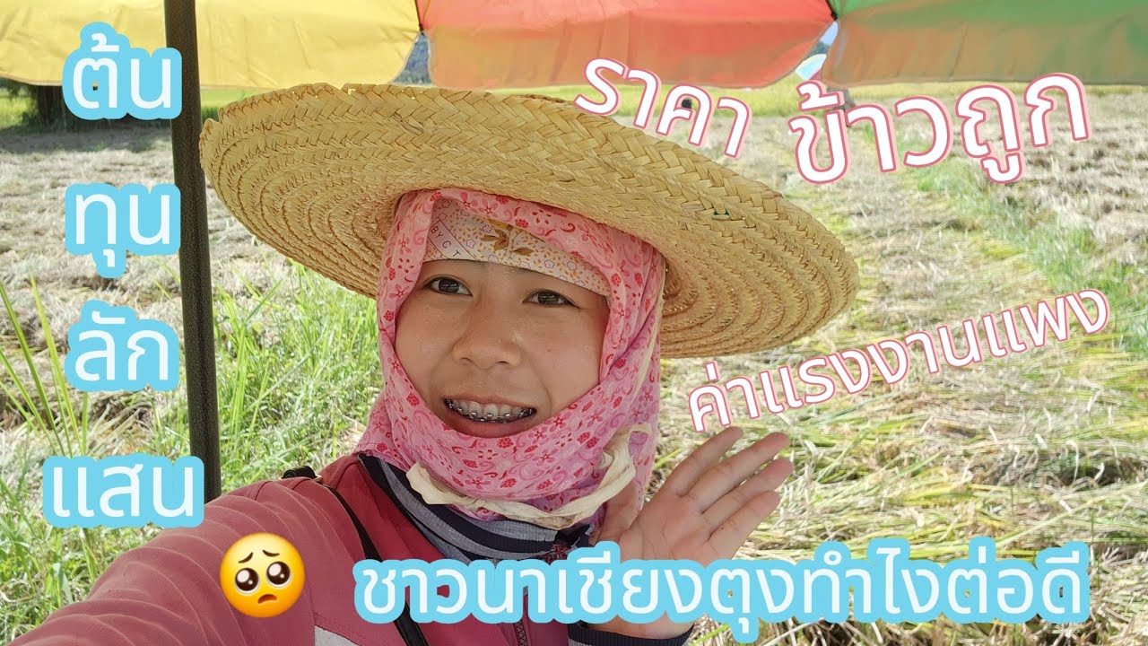 ราคาข้าวถูก ต้อนทุนลักแสน ค่าแรงงานแพงมาก ชาวนาเชียงตุงทำไงต่อดี
