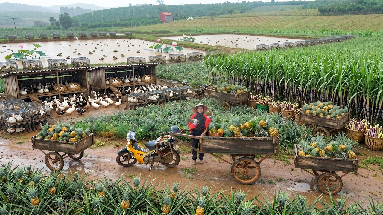 Relax With Harvest: Frogs, Pineapples, Ducks, Sugarcane, Bush Green Beans, Purple Yardlong Beans