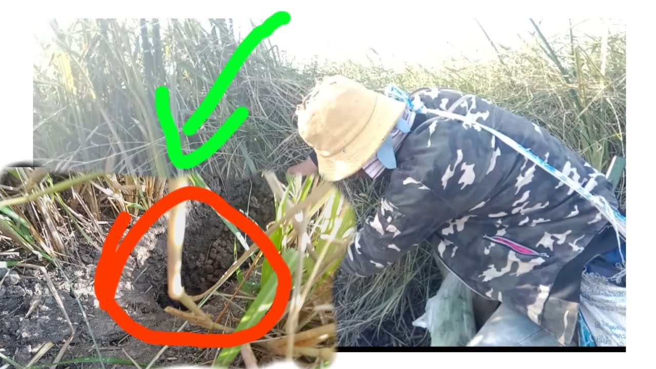 ดักหนูนาหมายนี้มีแต่ขุยใหญ่ๆทั้งนั้นแบบนี้ต้องมาอีกรอบ