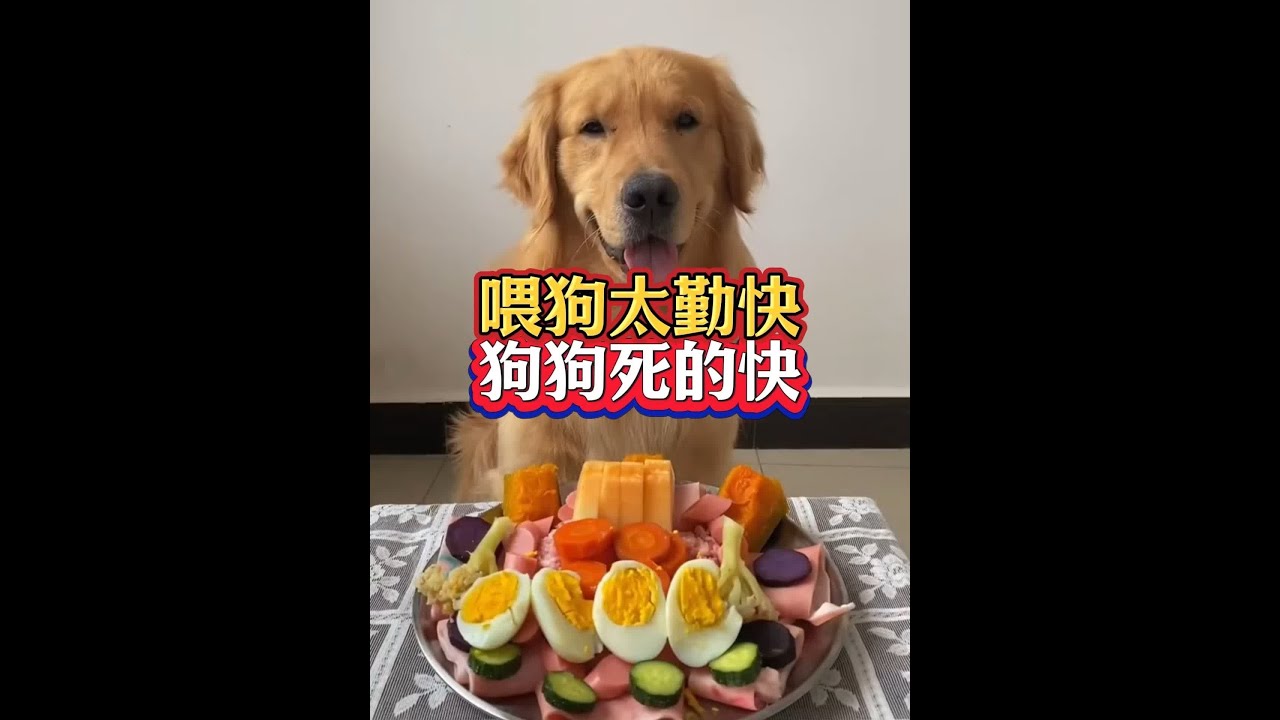 喂狗太勤快，狗狗死的快 #养狗经验分享 #新手养狗 #狗狗 #养狗小知识 #萌宠