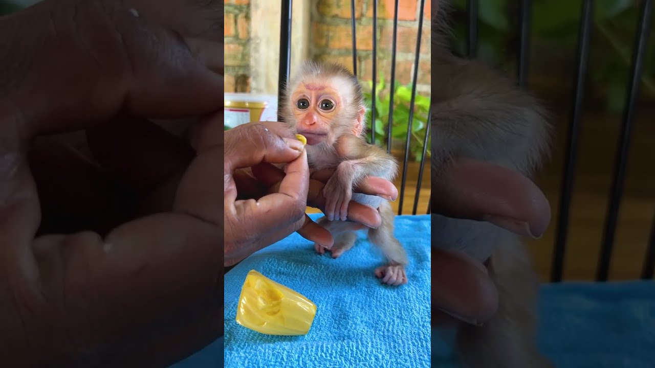 Feeding a Tiny Baby Monkey  | Cutest Moments Ever with Milk Time and Gentle Care 💕🐒🥰
