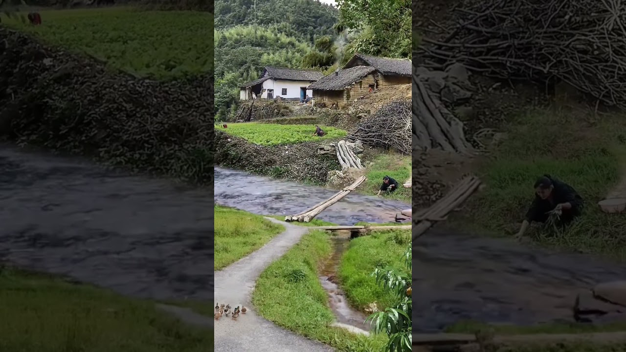 #short#viral#trending #paronacional  view#peaceful area#goodmorning # people doing hard work#