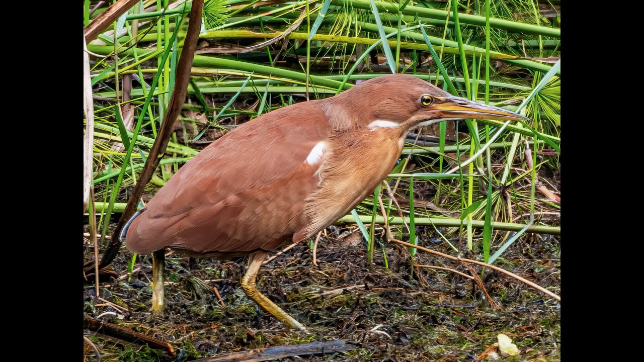 Cinnamon Bittern 栗苇鳽 catching a fish