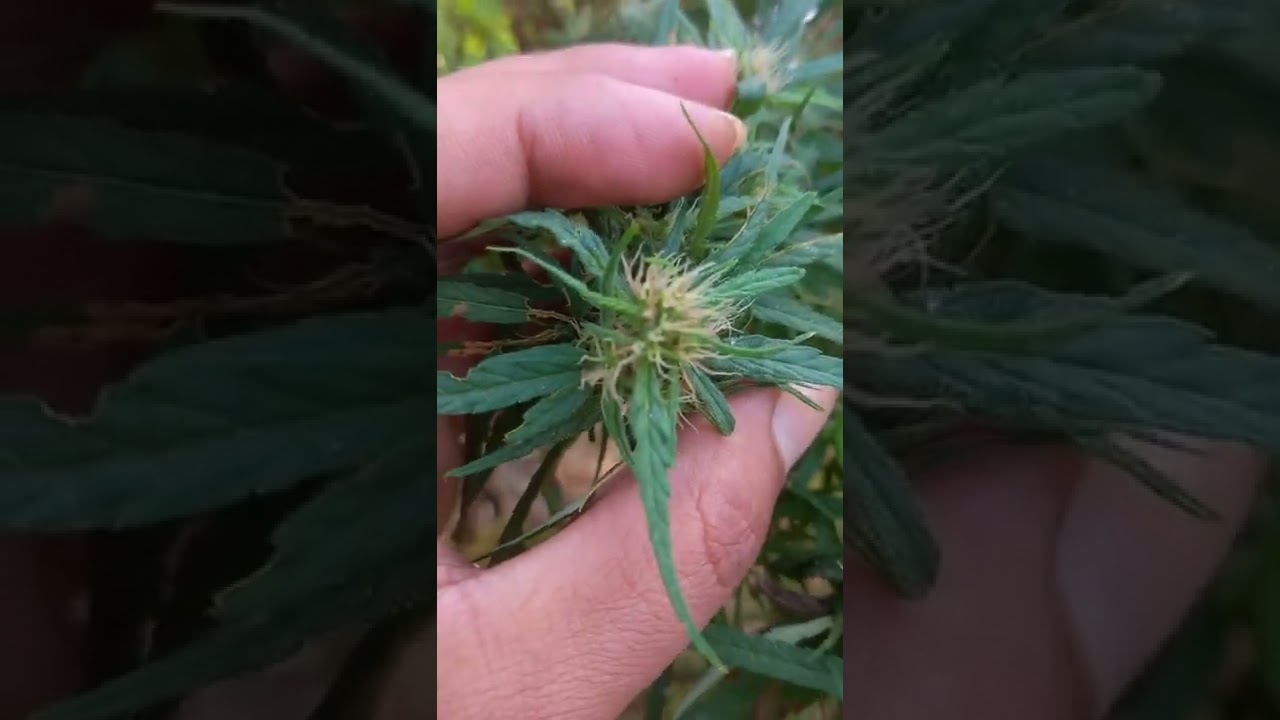 o.g kush update legalize cannabis Nepal #neples#landrace#sativa#strains#hunters