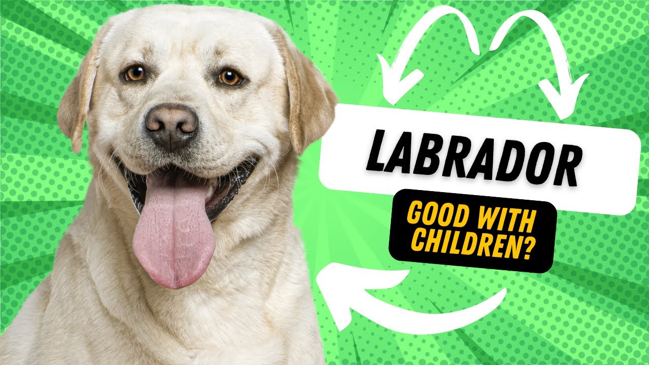 Are Labrador Good With Children?