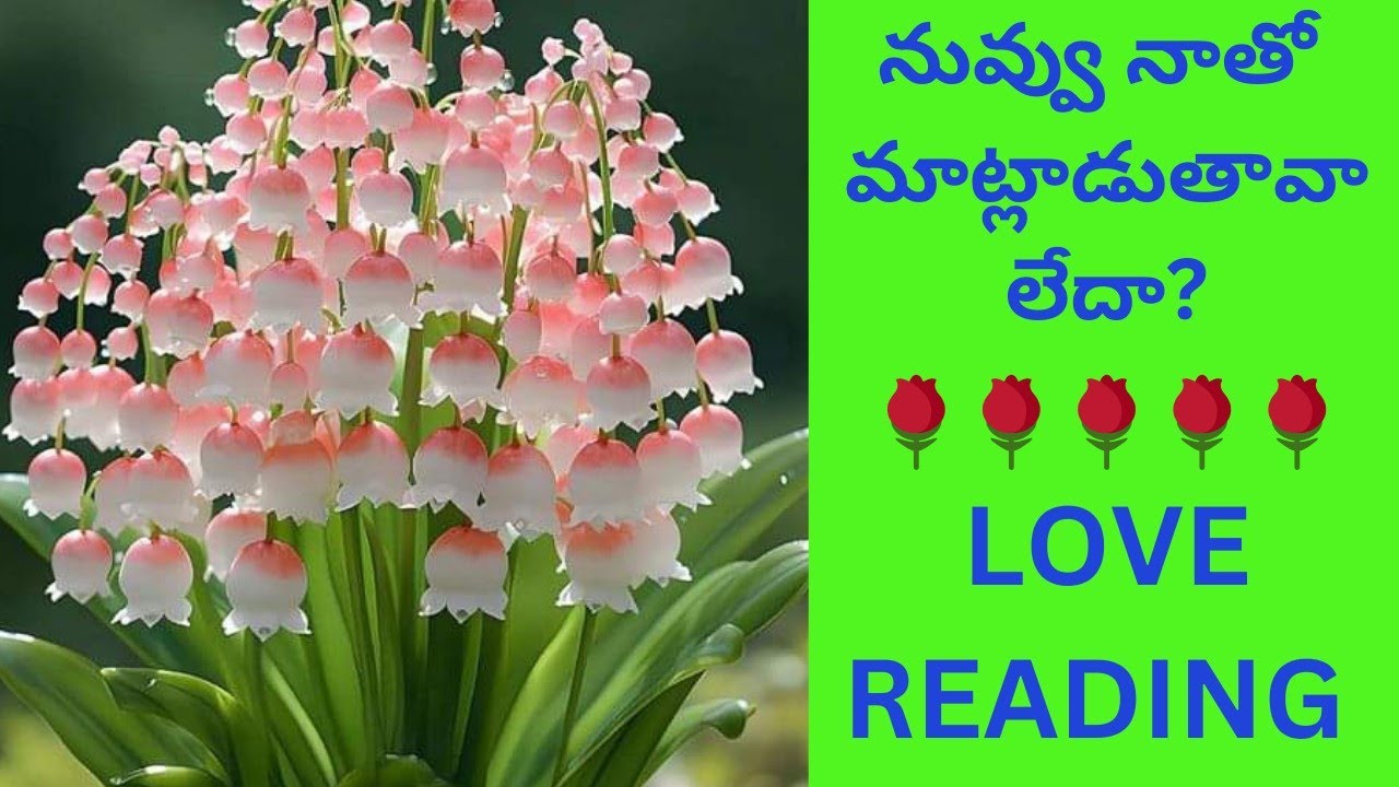 CURRENT FEELINGS OF YOUR PERSON #TAROT CARD READING IN TELUGU#POWER OF MANJU ASTRO WORLD❤️🌹🌹🌹🌹🌹🌹🌹🌹🌹🌹