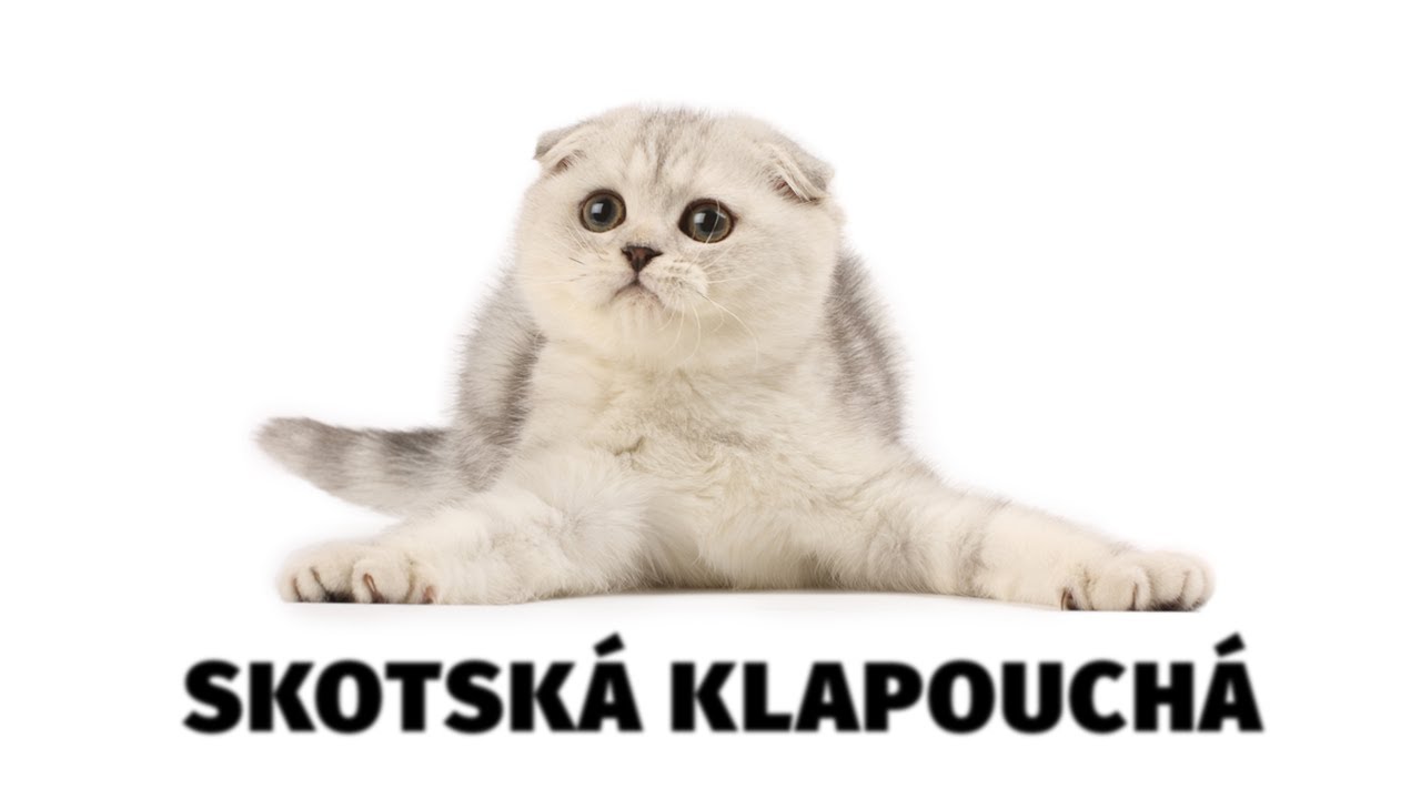 Skotská klapouchá kočka - Atlas plemen - Tlapka TV