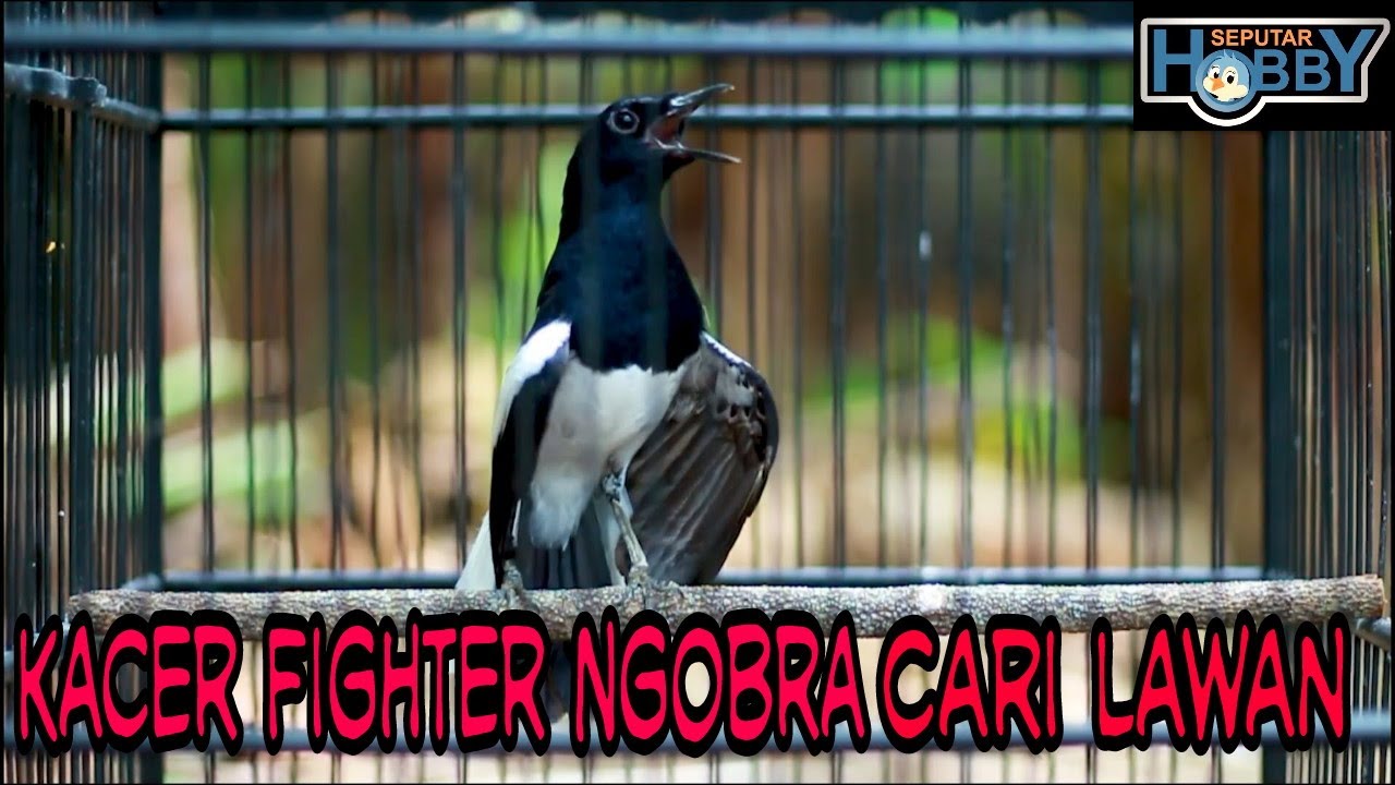 KACER GACOR Cari Lawan BIKIN EMOSI Tarung Fighter