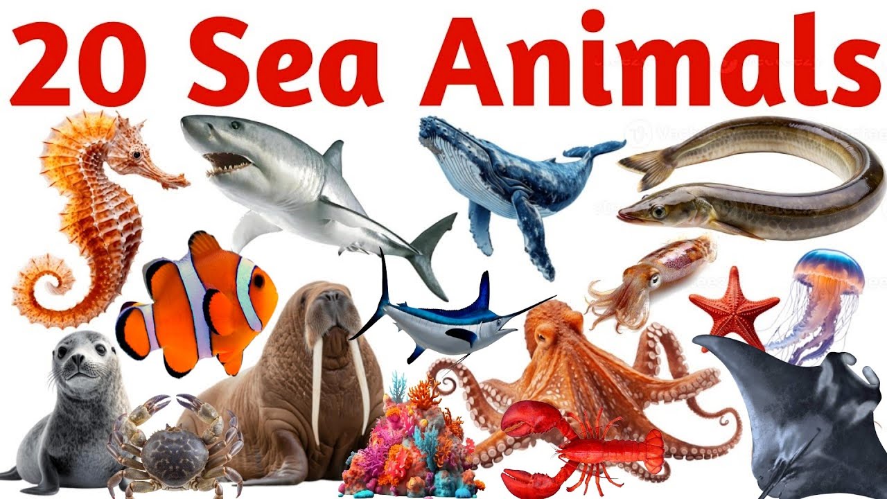 20 समुद्री जानवर सीखें बच्चों के लिए | Learn 20 Sea Animal Names for Kids with Pictures 
