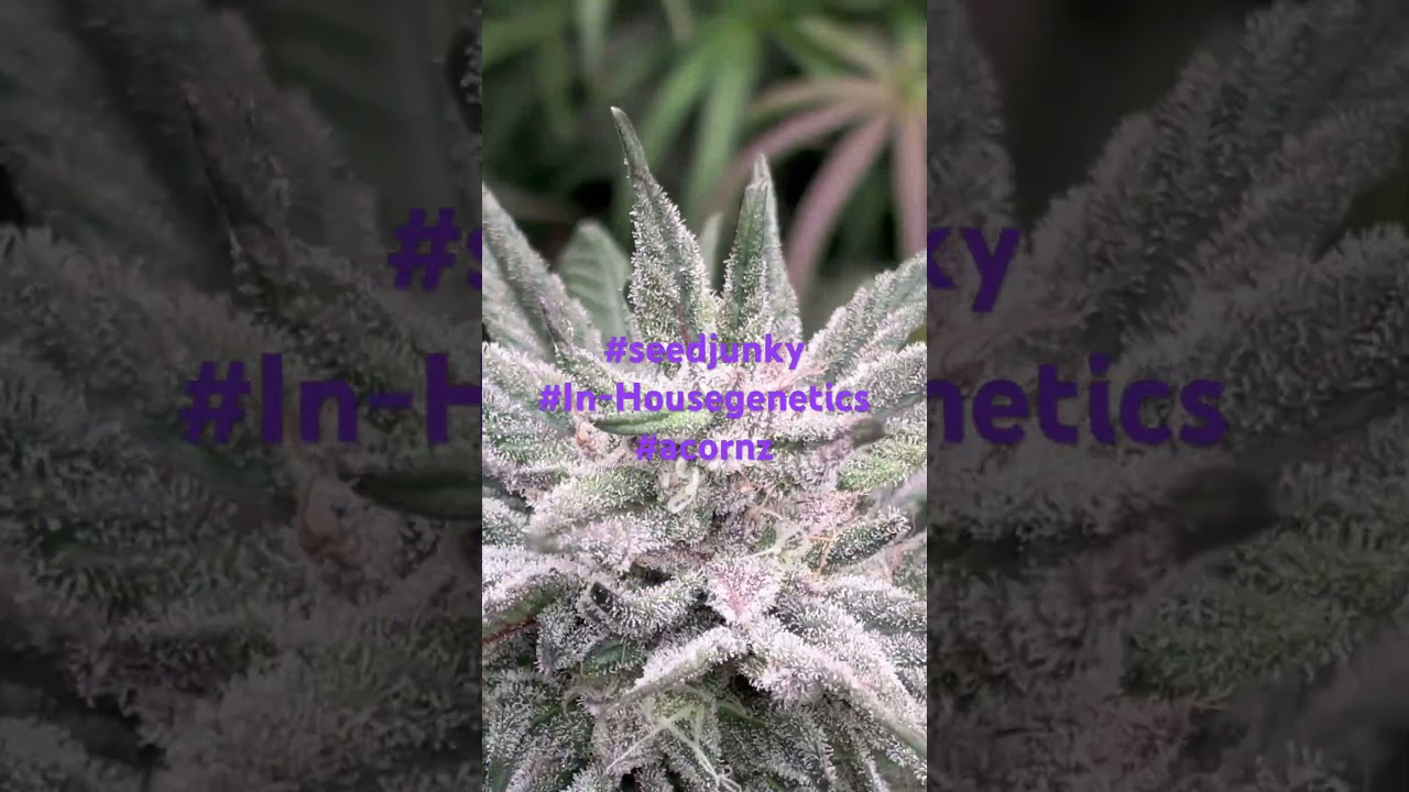 Animal mints BX1,Slurricane #7S1,Wedding Cake/kush mints.All Grown Organic by ACORNZ.NFSOT.#shorts