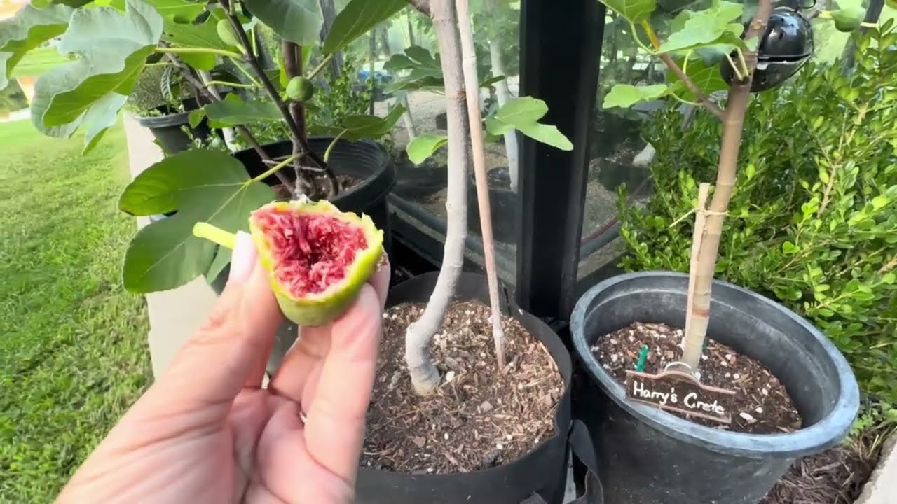 ADRIATIC Figs 2025