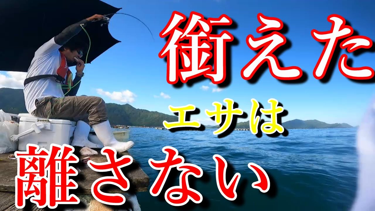 『かかり釣り』銜えたエサは離さない。石鯛チヌ狙い※年無し確保