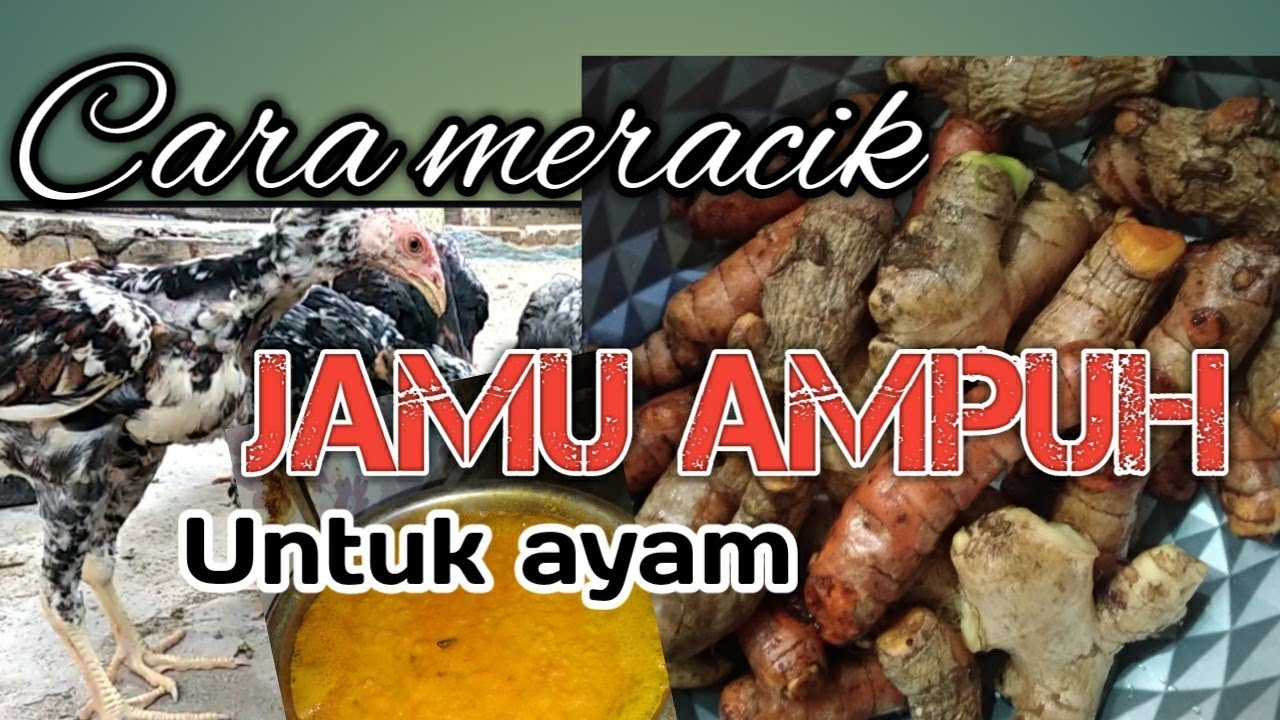 CARA JITU MERACIK JAMU AYAM