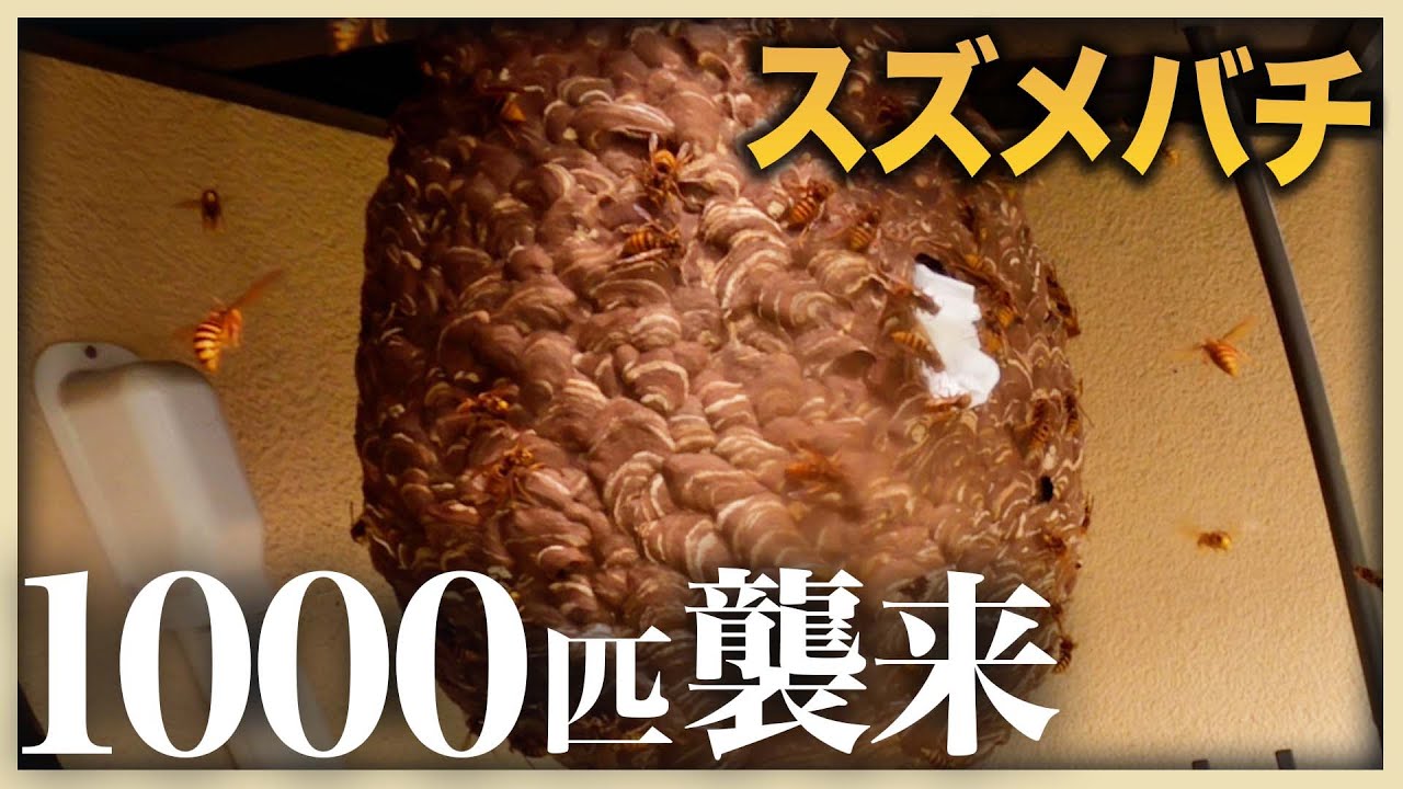 【スズメバチ、襲来】1000匹の「スズメバチ」が襲いかかる、恐怖の駆除現場に潜入