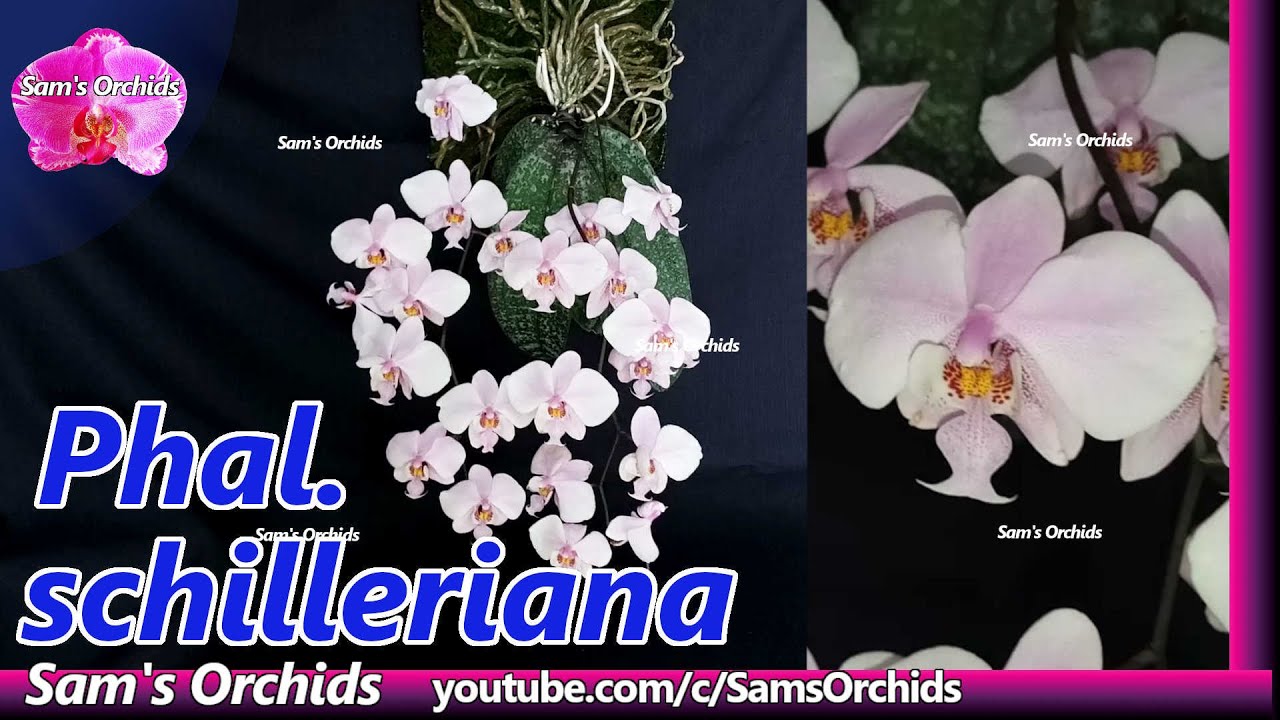 𝙋𝙝𝙖𝙡𝙖𝙚𝙣𝙤𝙥𝙨𝙞𝙨 𝙨𝙘𝙝𝙞𝙡𝙡𝙚𝙧𝙞𝙖𝙣𝙖 orchid reblooming 2022