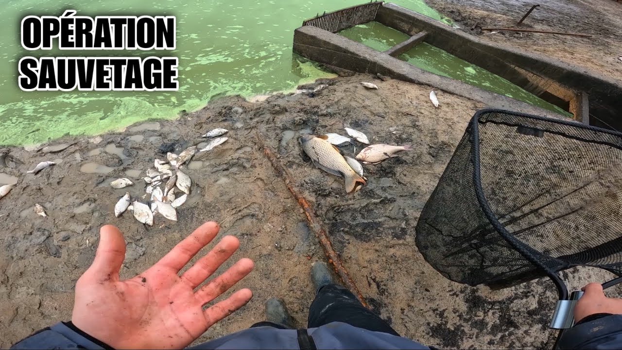 Cet ÉTANG se VIDE avec ses POISSONS COINCÉS à l’intérieur : On essaye de les SAUVER !