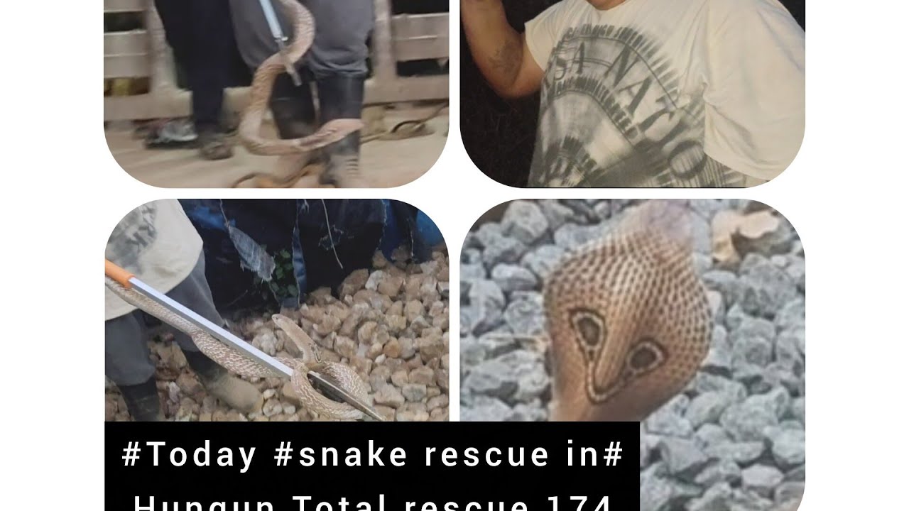 #Today #snake rescue in# Hungun Total rescue 174