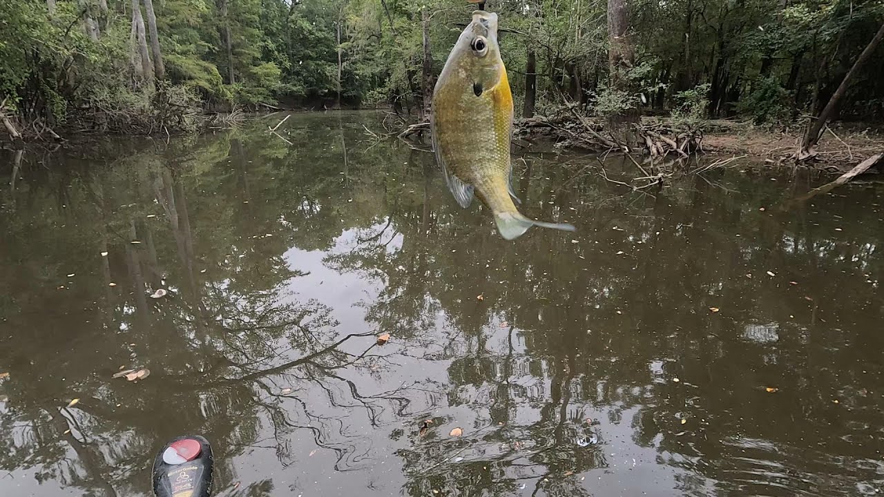 Bream Fishing and Bass Fishing In Boat Yard Lake