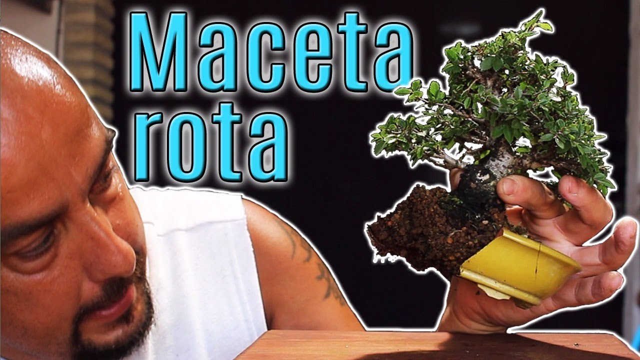 Mini bonsai Olmo ROTO!!!