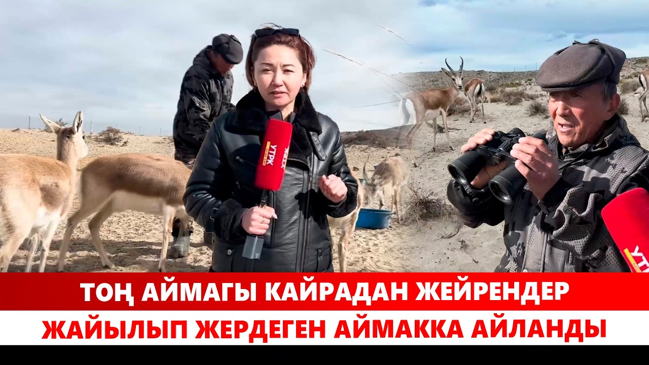 Тоң аймагы кайрадан жейрендер жайылып жердеген аймакка айланды