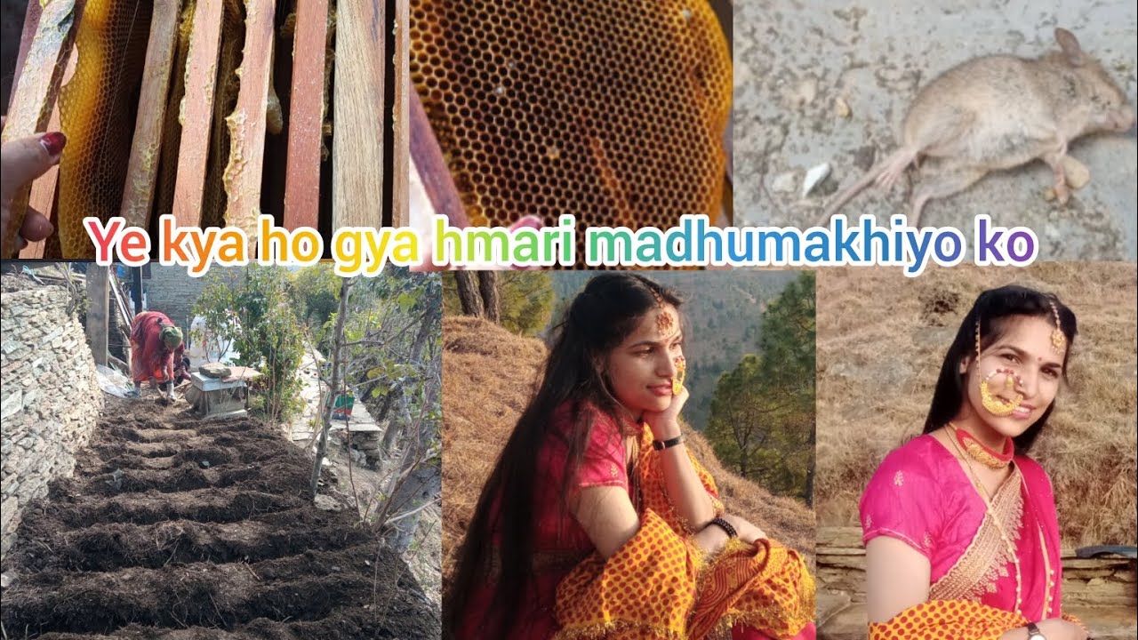 Ye kya ho gya hamari madhumakhiyo ko sb bhag jari h 🐝 anjalifamilyvlogs #madhumakkhi #vlog 