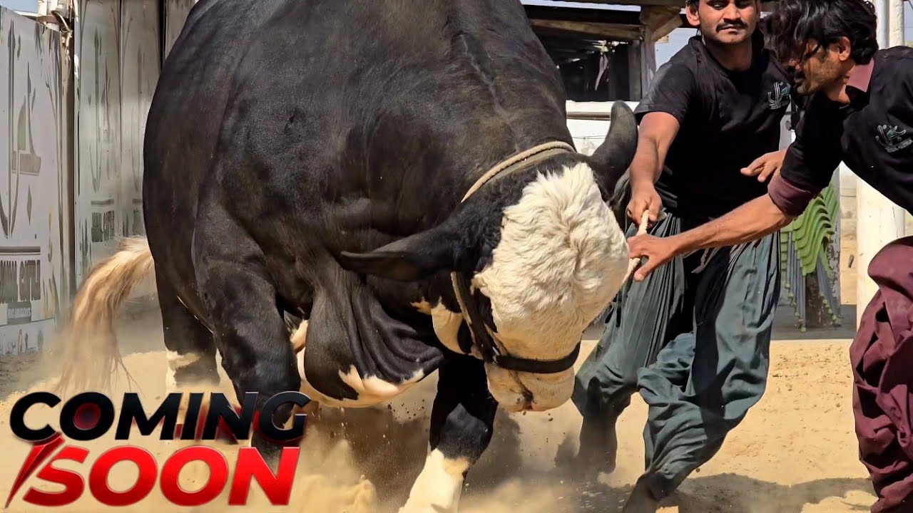 Biggest Brahman Bulls At Jamal Cattle Farm Teaser - Bakra Eid 2026 - Bakra Mandi 2026 - JNTV