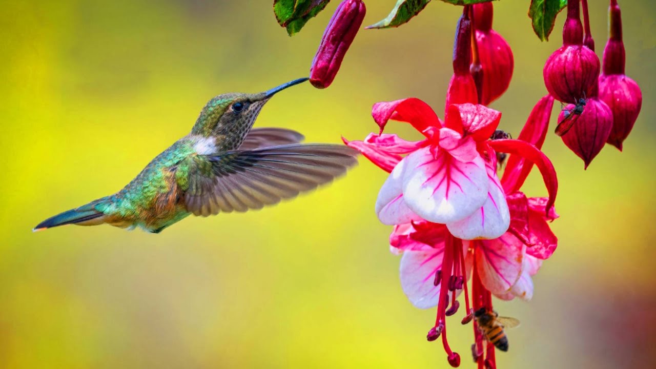 🎑 Beautiful Spring Relaxing Piano Music - Best Sleep Music - Meditation Study Spa Yoga Music