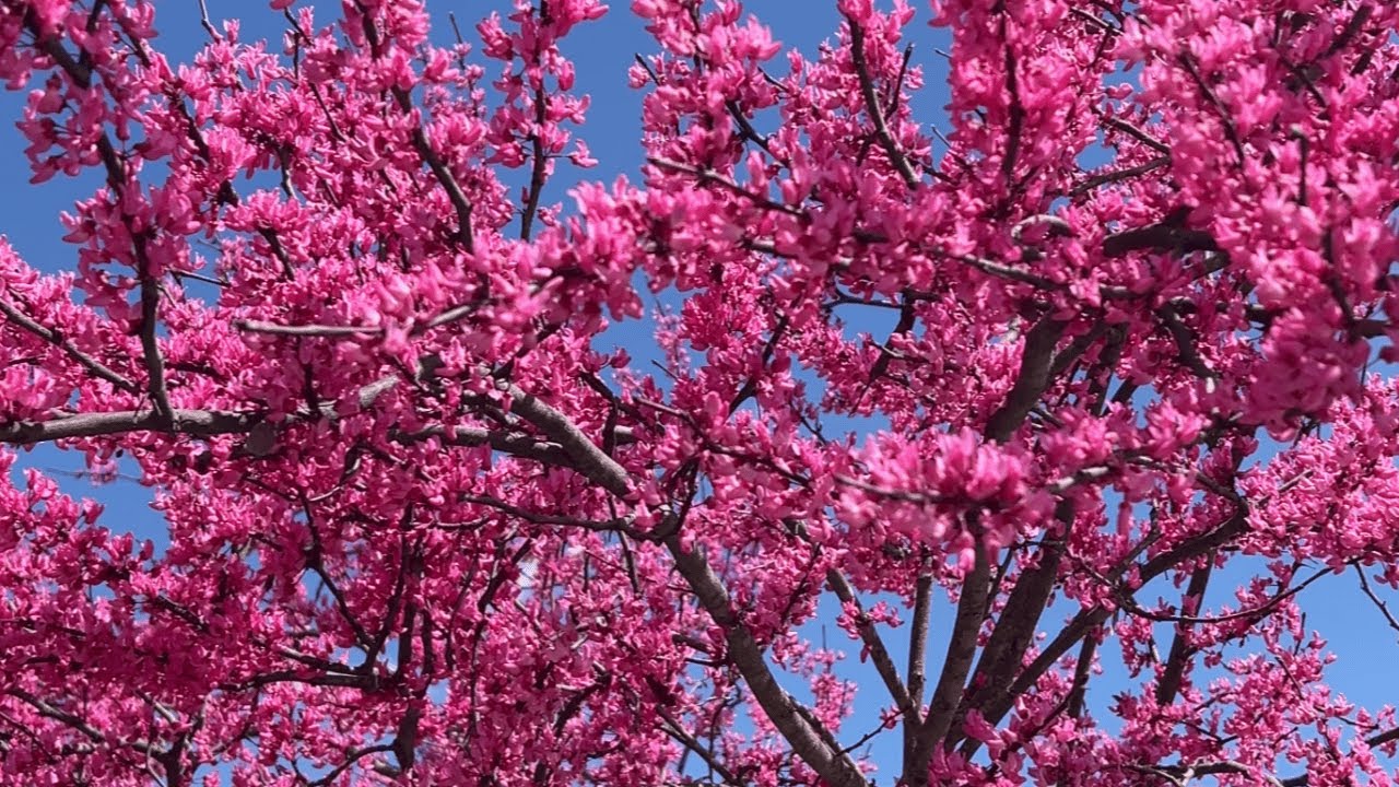how the springtime came and went