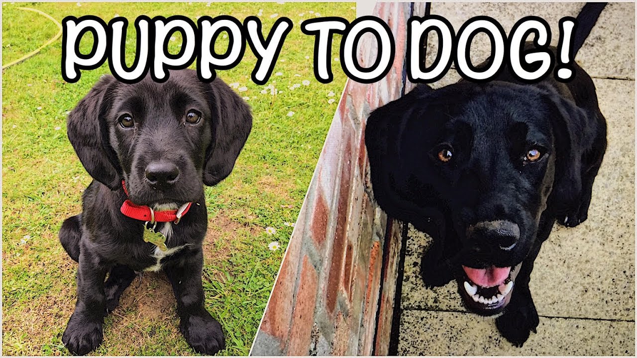 PUPPY TO DOG! 8 weeks to 1 year: Alfie's story