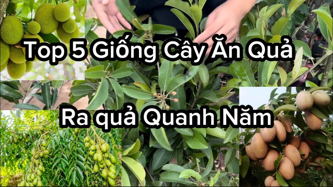 Top 5 Giống Cây Ăn Quả Dễ Trồng , Ra Quả Quanh Năm, Lúc Nào Cũng Có Trái Trên Cây