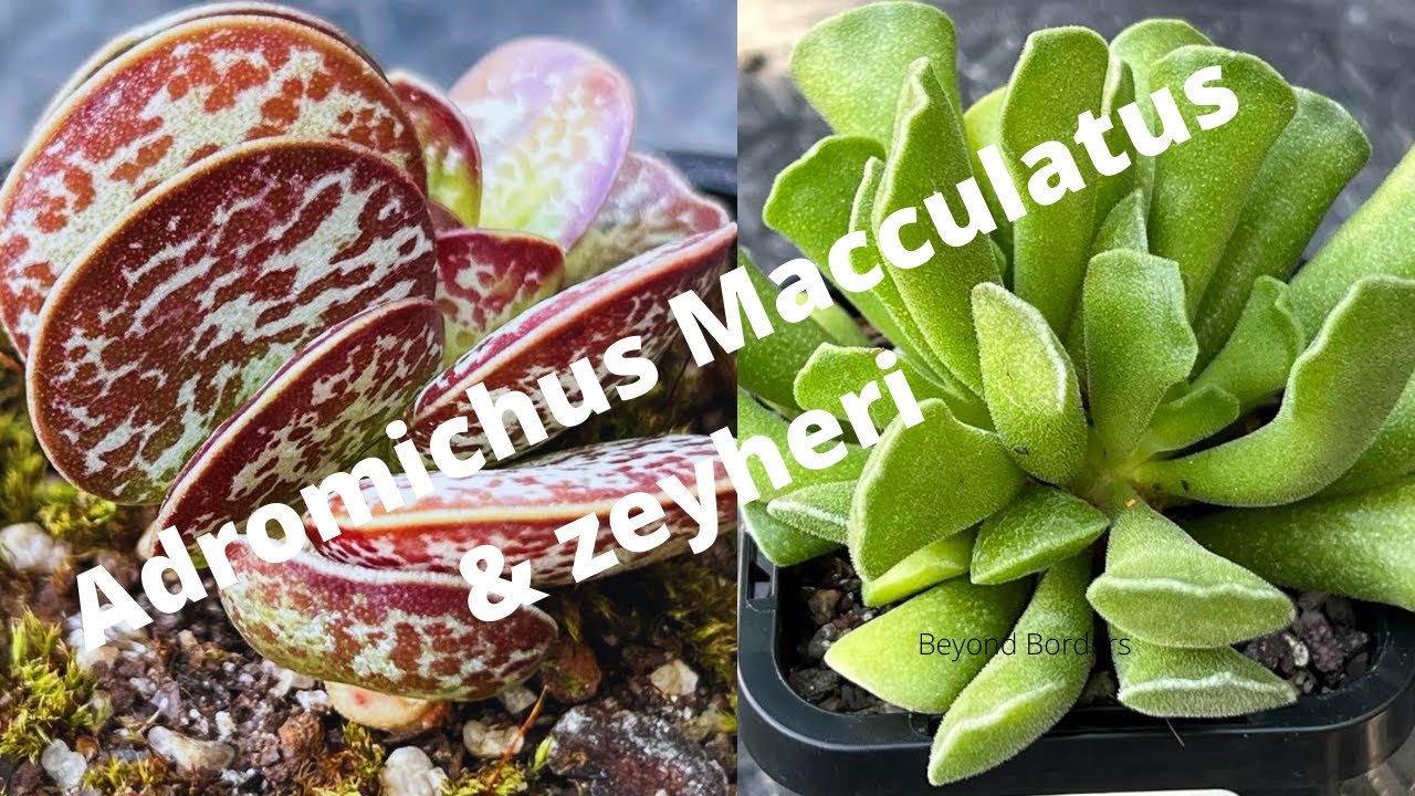 Adromischus Macculatus aka Calico Hearts & Zeyheri
