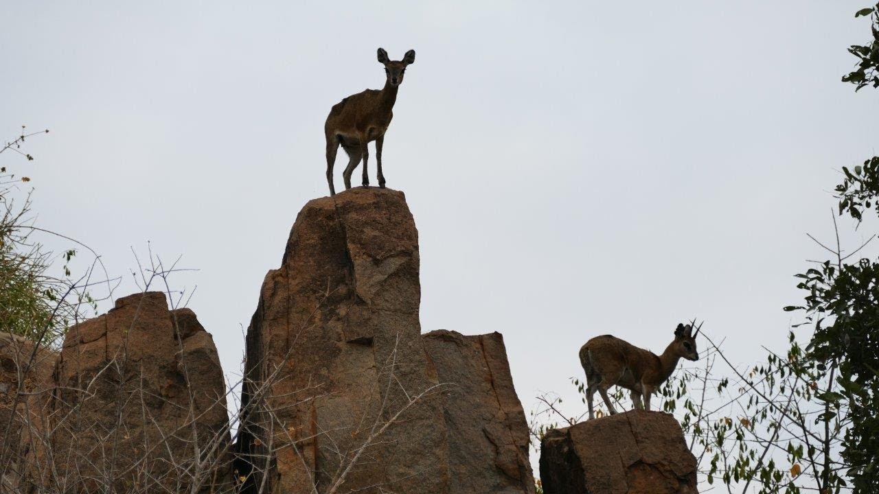 Misava Safari Camp - Klaserie Private Game Reserve
