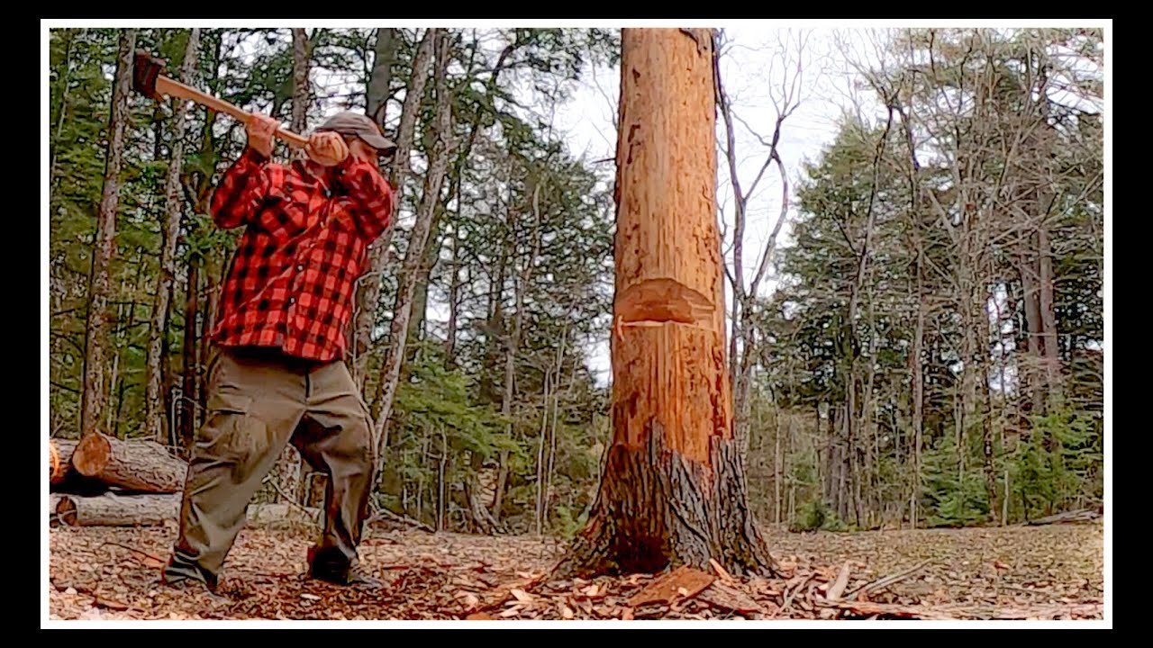 Extremely Hard Big Dry Dead Standing Hemlock verse Kelly Registered Axe.