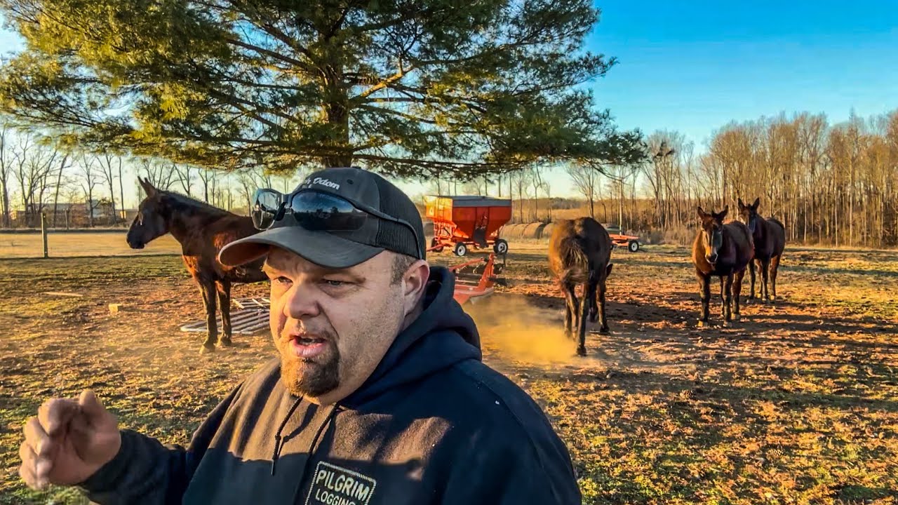 Are MULES really STUBBORN and MEAN?? #299 #horse #mules #traininghorses #horselogging 