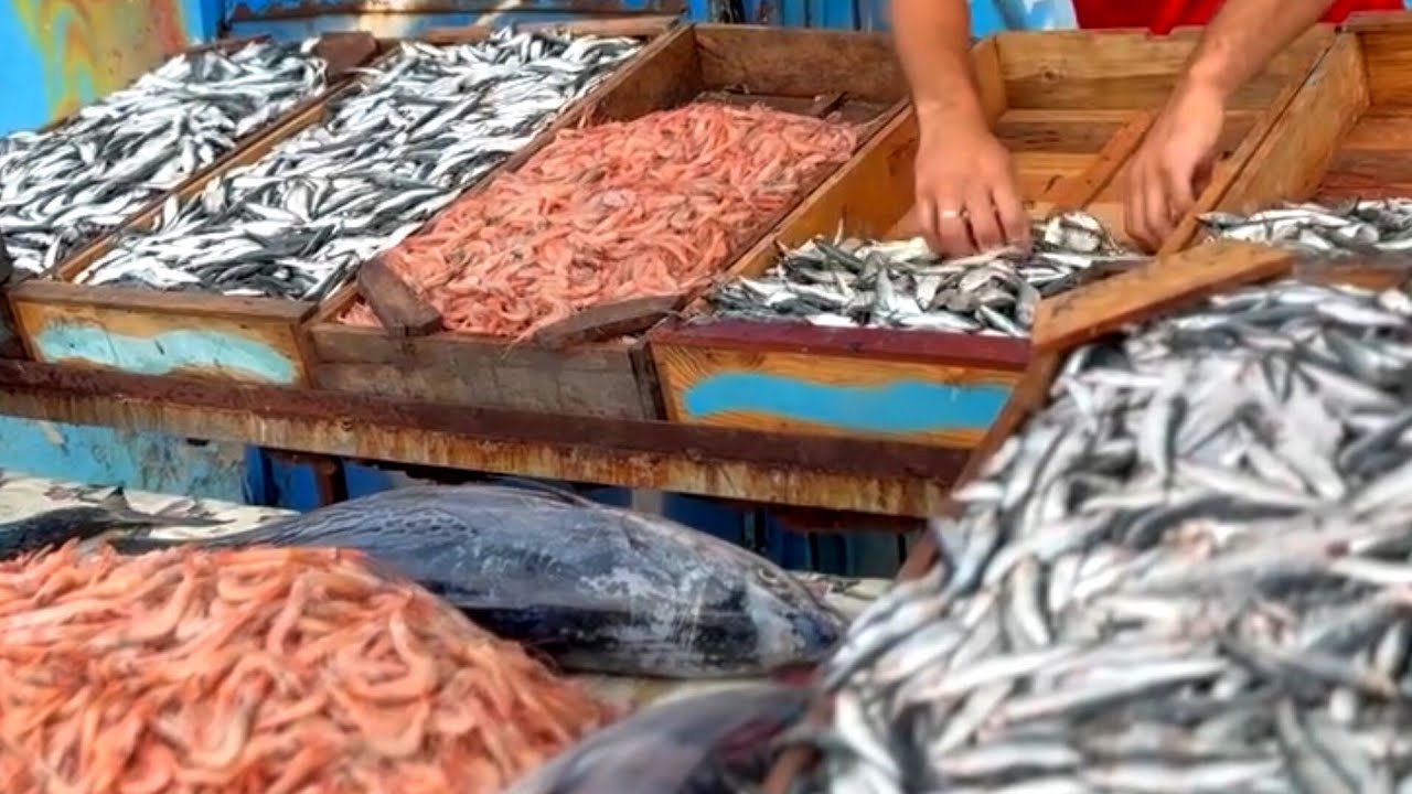 بوهارون اليوم: اسعار وانواع السمك بالجزائر، سوق السمك السردين  ميناء بوهارون تيبازة 