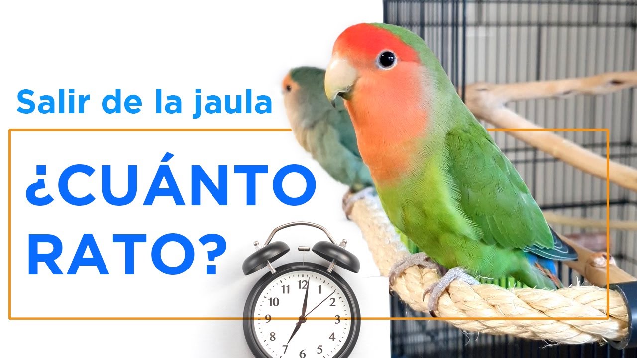 &iquest;Cu&aacute;nto TIEMPO deber&iacute;a pasar tu lorito FUERA de la JAULA? 🤔 &iquest;Es bueno dejarlos SIEMPRE SUELTOS?