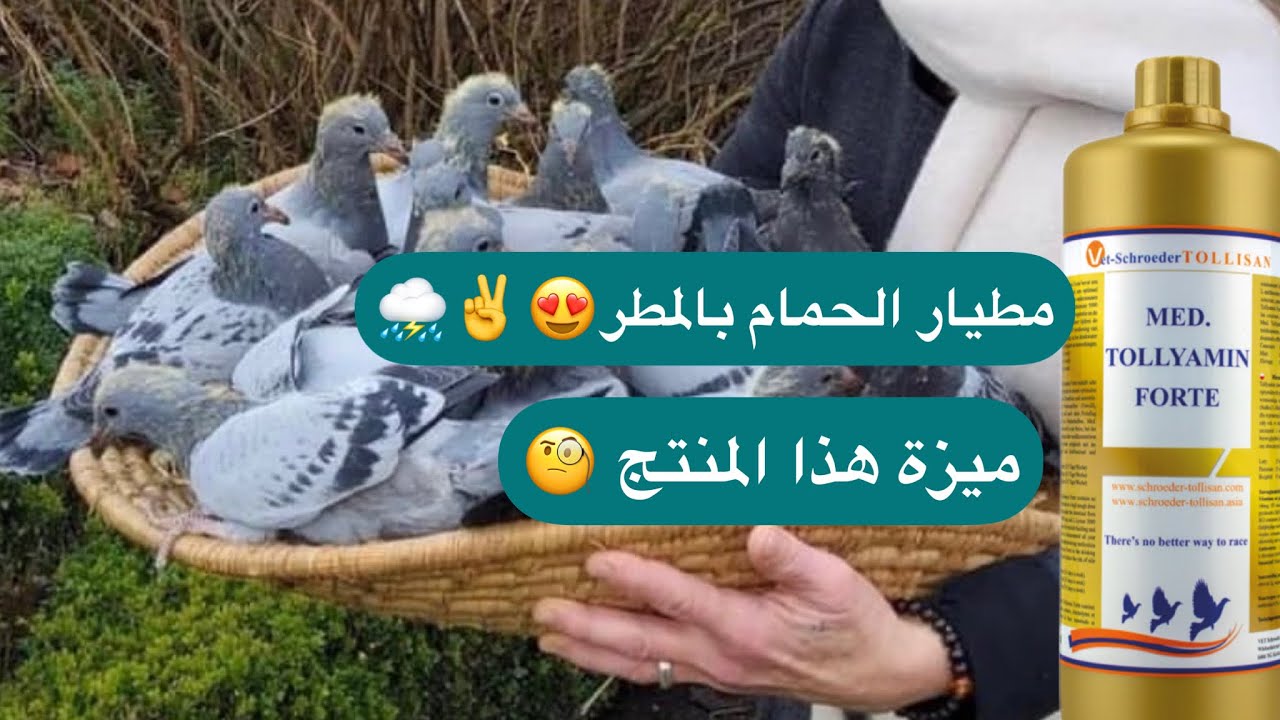 شرح عن منتج التليامين ومطيار الحمام مطر 🌧️ وهوا قوي😍✌️حمام الزاجل حمام السباق