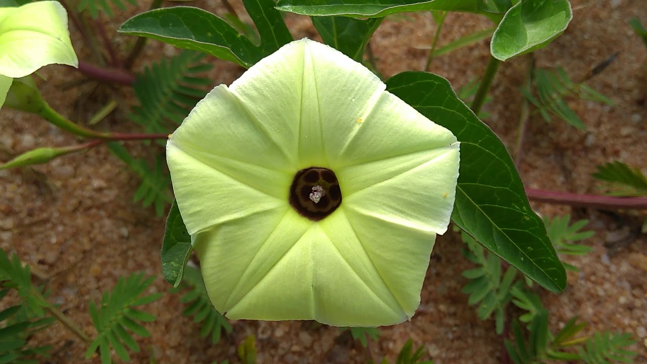 natureza que nos encanta