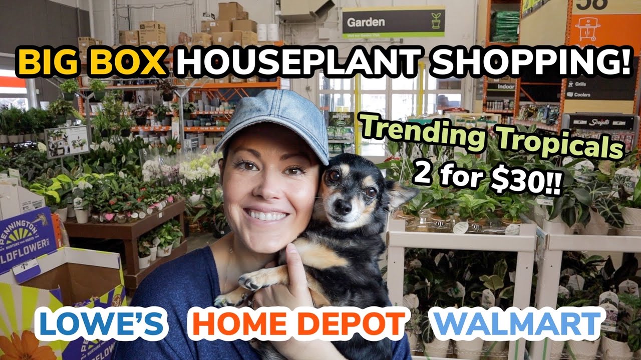 $15 BEAUTIES! Big Box Plant Shopping - Home Depot, Lowe's & Walmart - Grand Rapids, Michigan