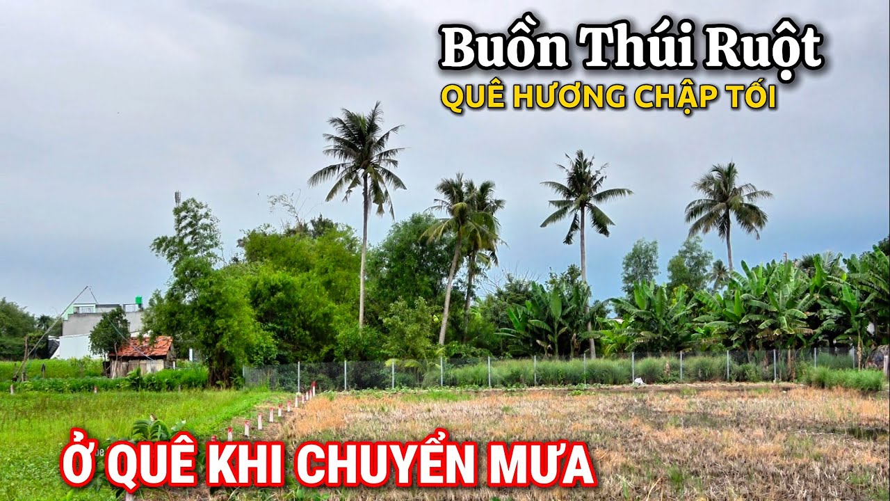 Chuyển Mưa Chiều Miền Quê | Bình Yên Đẹp Lắm Một Chút Đường Quê Khi Tờ Mờ Tối.