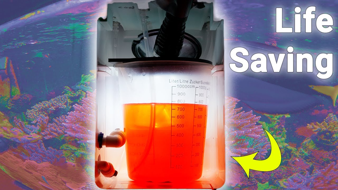 Automatic Fish Feeder DIY – Easy to Make!