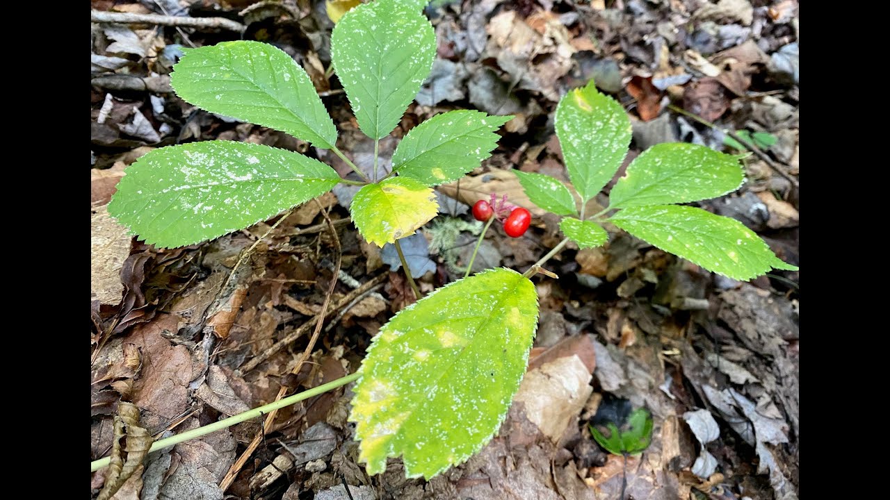 American Ginseng in Kentucky