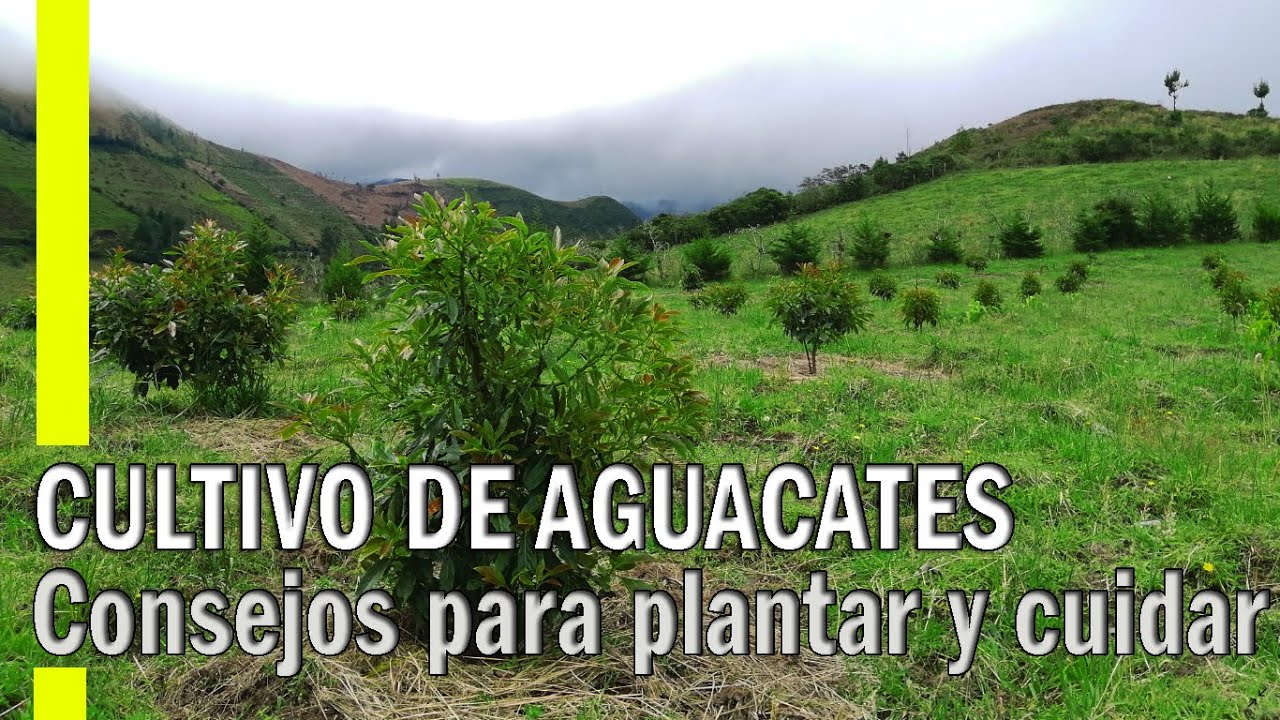 CÓMO CULTIVAR AGUACATE - CONSEJOS PARA INICIAR PLANTACIÓN DE AGUACATE 🥑🥑