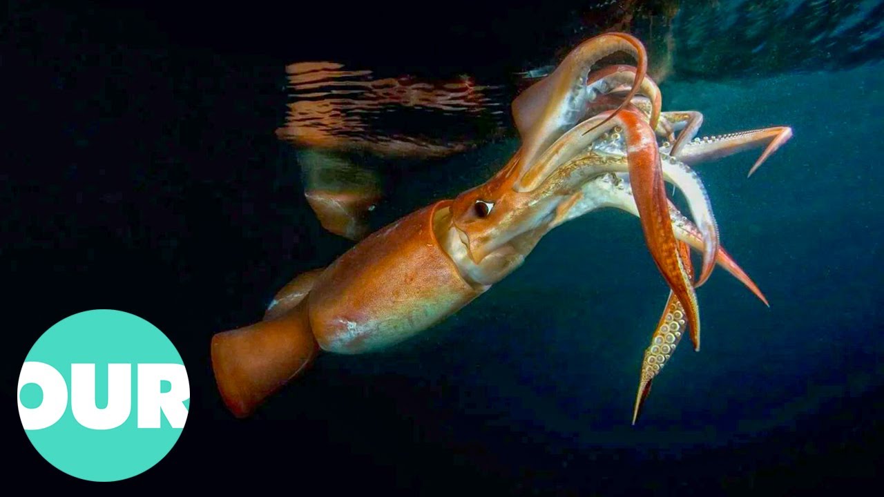 The Truth About Killer Squid | Our World