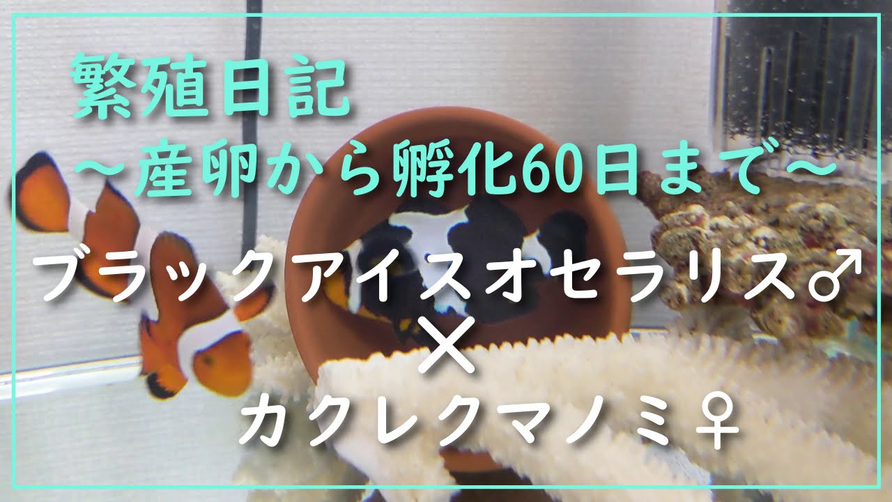 カクレクマノミとブラックアイスオセラリスの産卵から孵化まで