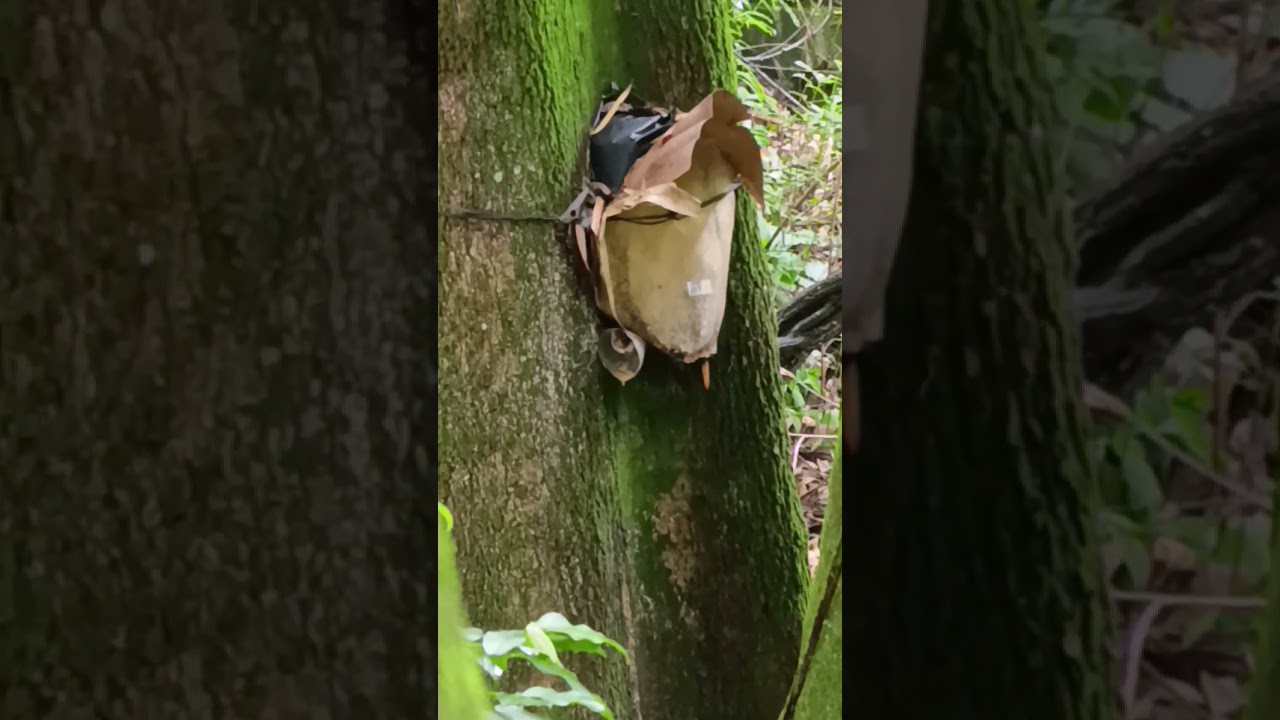 Mandaguari preta capturada na isca 😳🐝