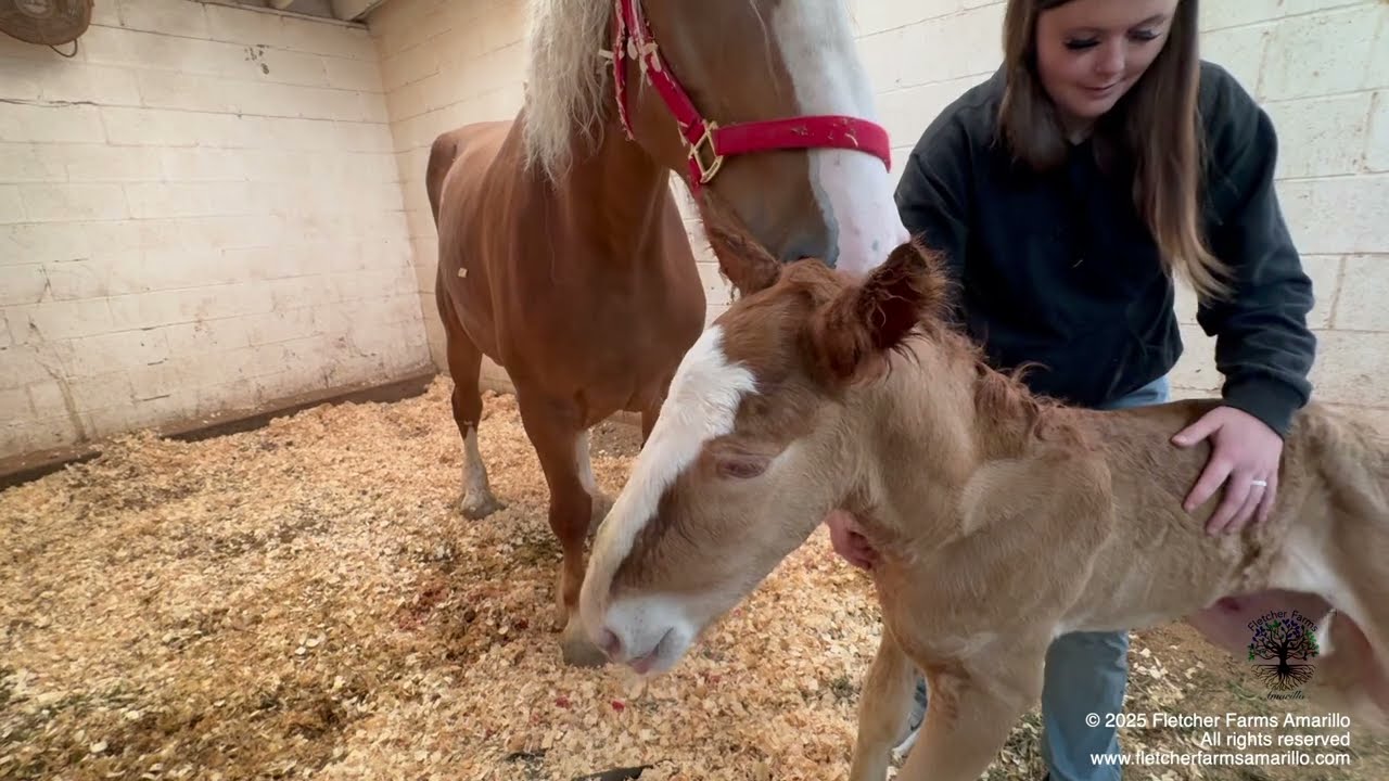 Newborn Belgian Draft horse colt foal was born on June 12th! Get all the details on mom and the foal