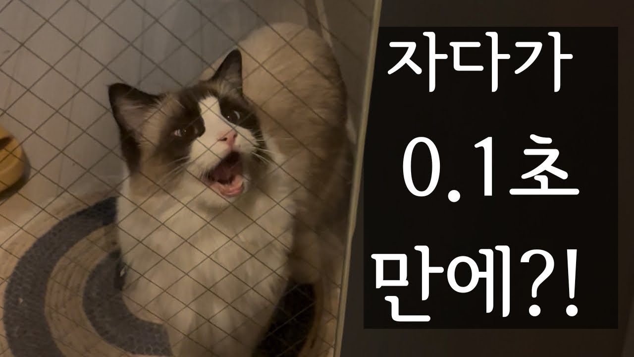 우리 집 고양이 천재인 걸까요? 주차 알림 소리만 나면 하는 행동 (랙돌 르미)