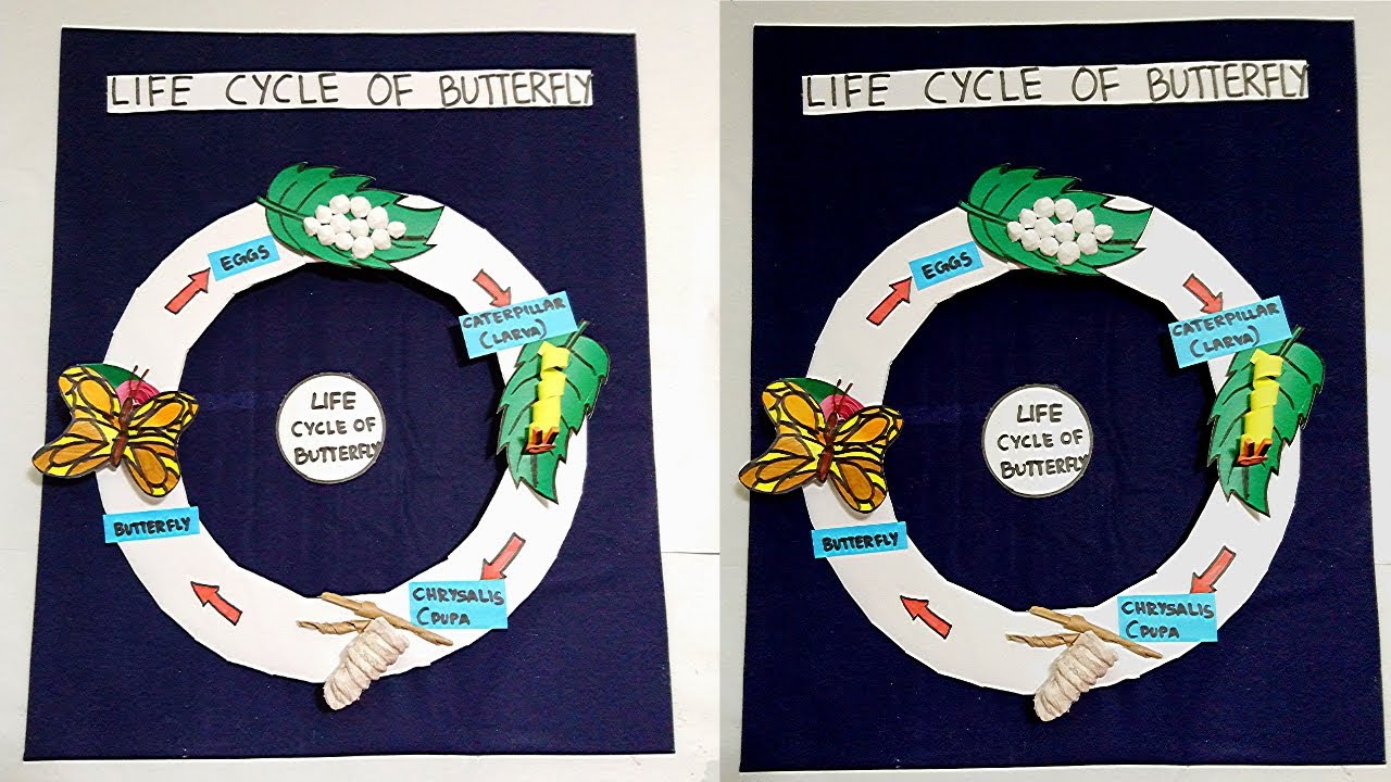 Life Cycle Of A Butterfly | 3D model for students | Butterfly life cycle model project | The4pillars