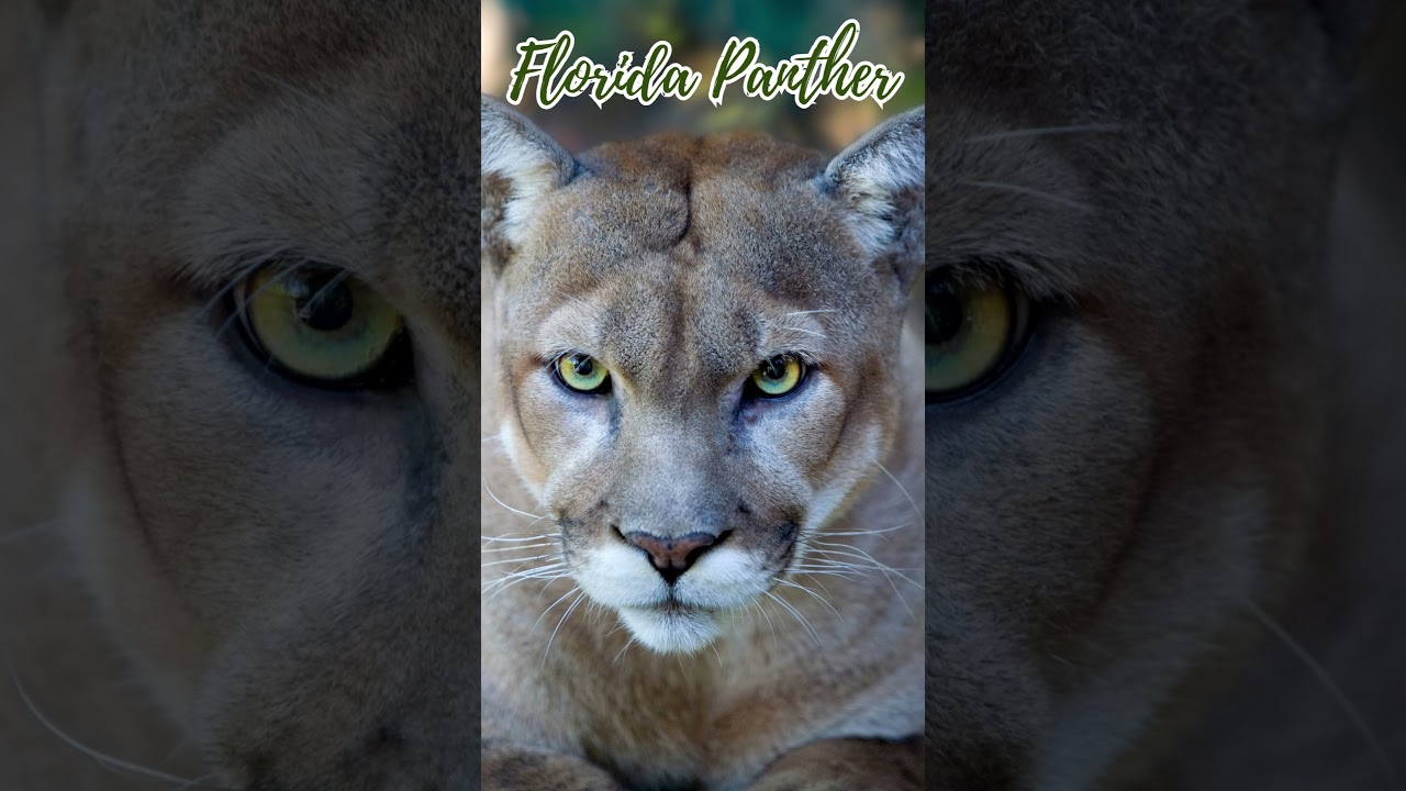 Into the Wild: The Plight of the Florida Panther | Endangered Forest Animals 🌲🐆 - CampDotCom